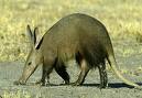 aardvark pic