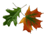 GIF image
